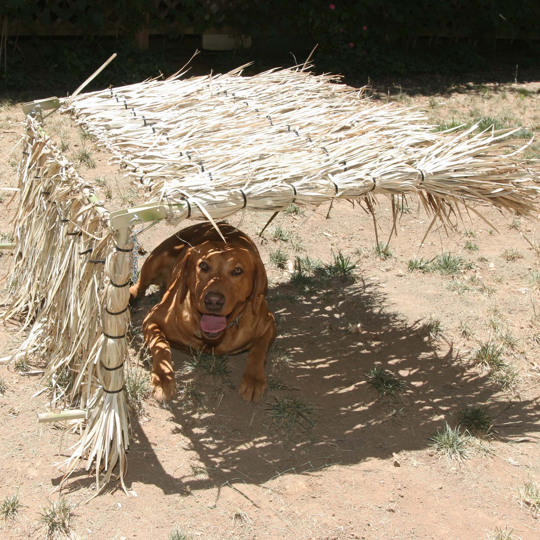 Dog Blind with Gibby Grass®